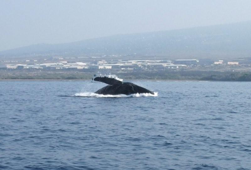 whale breech